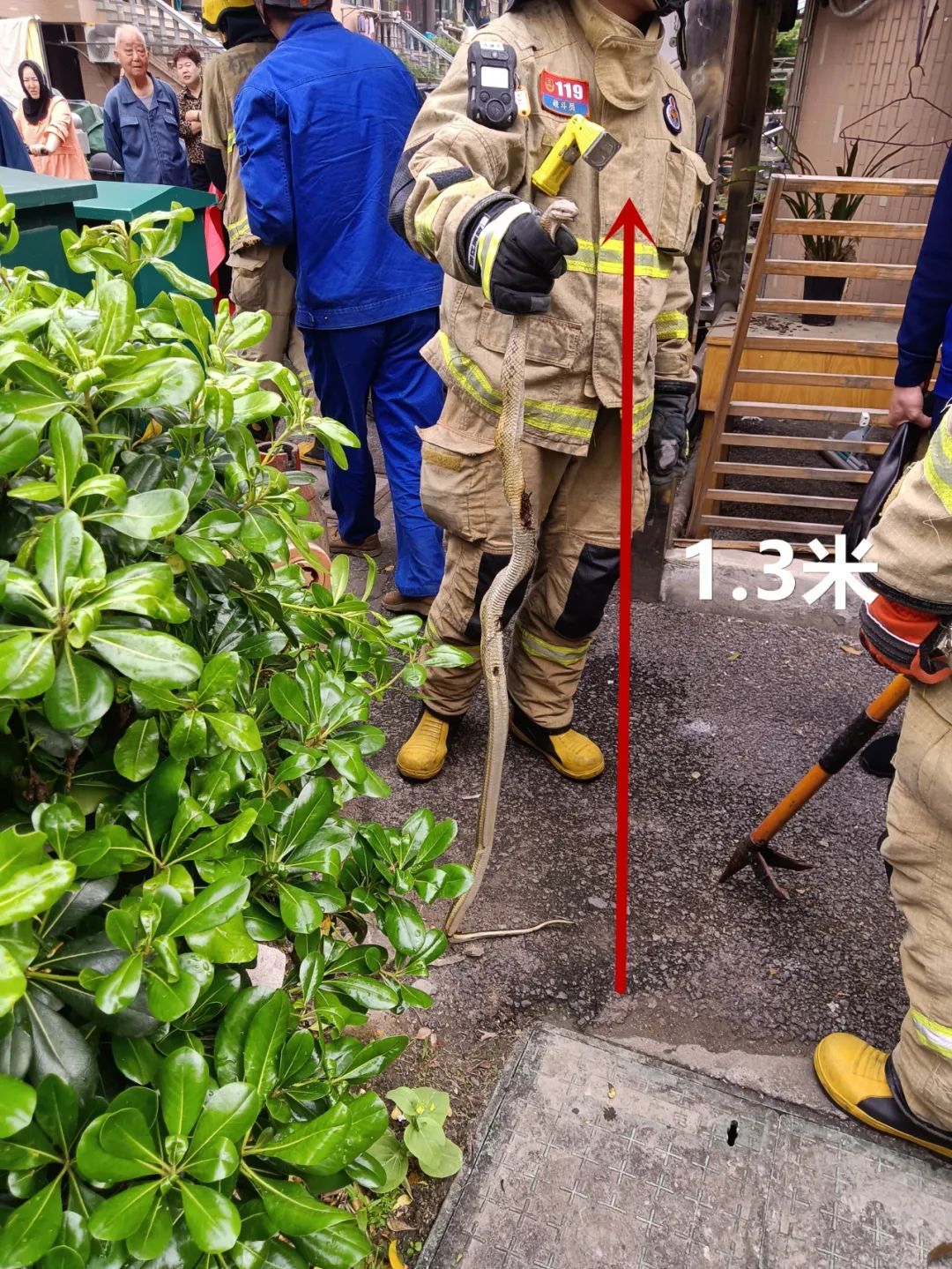 家中断电，男子打开配电箱：藏着1.3米的“大家伙”！