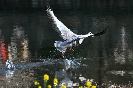 青川乔庄河现国家一级保护动物斑头雁 青川乔庄河现国家一级保护动物斑头雁