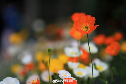 色彩缤纷!春日虞美人盛放宛若油画 色彩缤纷!春日虞美人盛放宛若油画