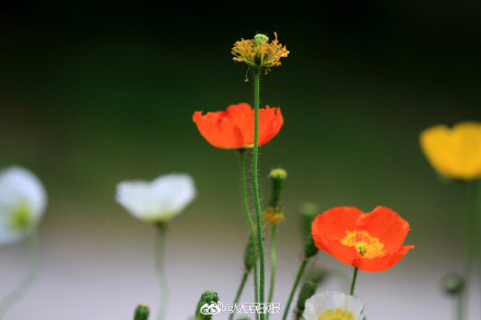 色彩缤纷!春日虞美人盛放宛若油画 色彩缤纷!春日虞美人盛放宛若油画