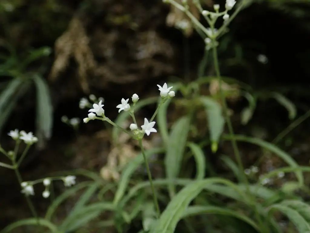 广西发现6种植物新物种