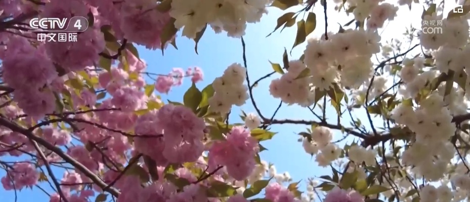 销售火热、热度升高!消费场景丰富多样 “五一”假期旅游市场活力迸发 销售火热、热度升高!消费场景丰富多样 “五一”假期旅游市场活力迸发