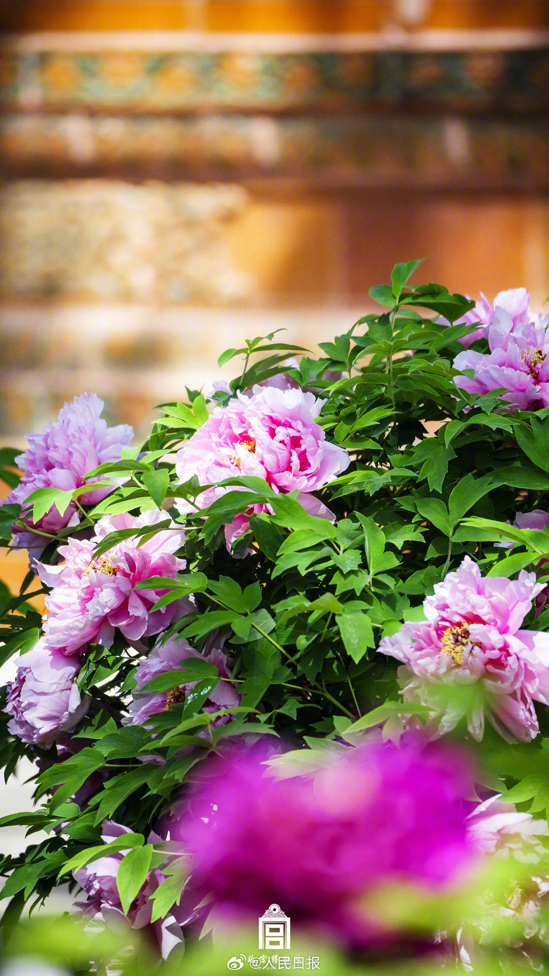 收好！故宫牡丹花开壁纸