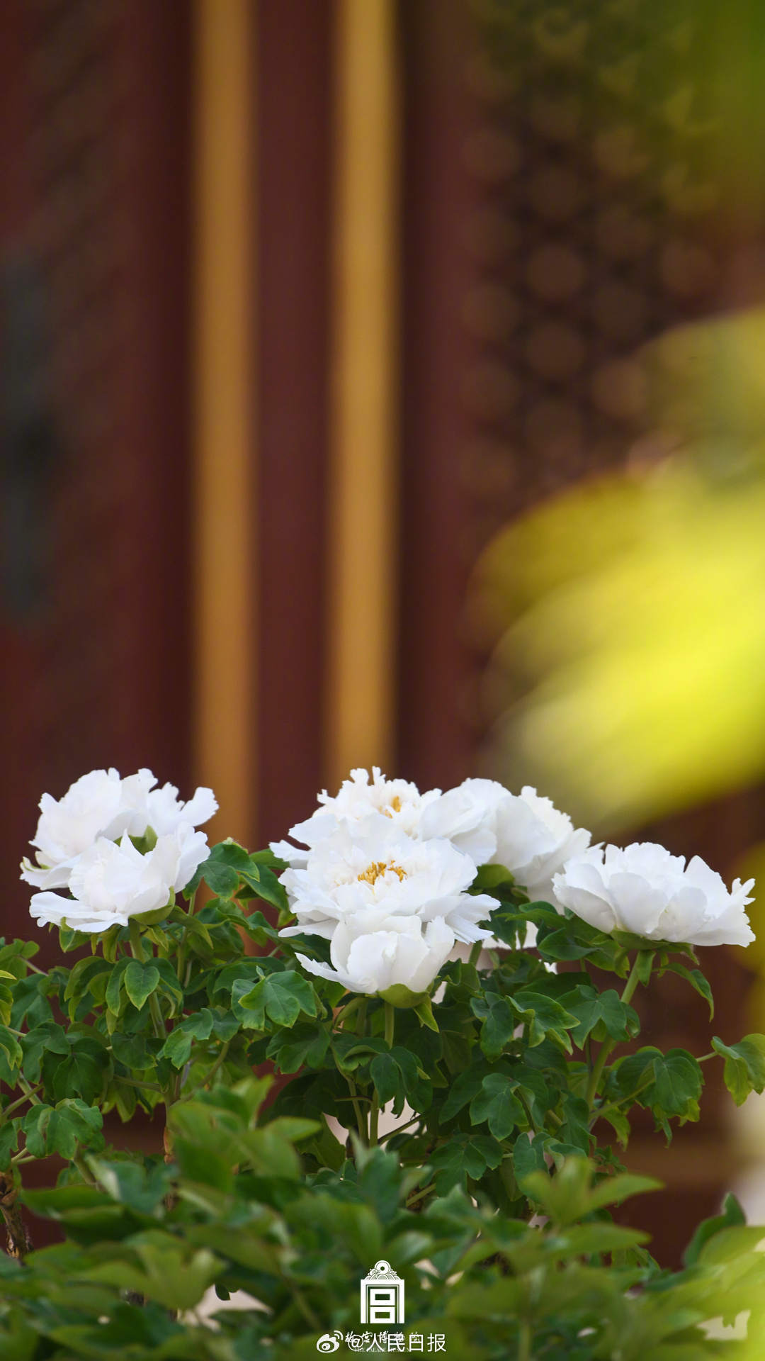 收好！故宫牡丹花开壁纸