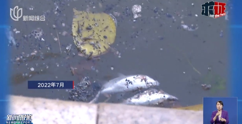 上海苏州河突现大片死鱼!又是这群人干的?官方回应→ 上海苏州河突现大片死鱼!又是这群人干的?官方回应→