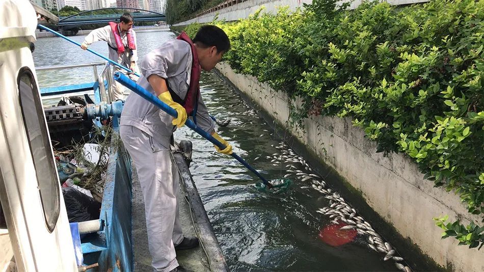 上海苏州河突现大片死鱼!又是这群人干的?官方回应→ 上海苏州河突现大片死鱼!又是这群人干的?官方回应→