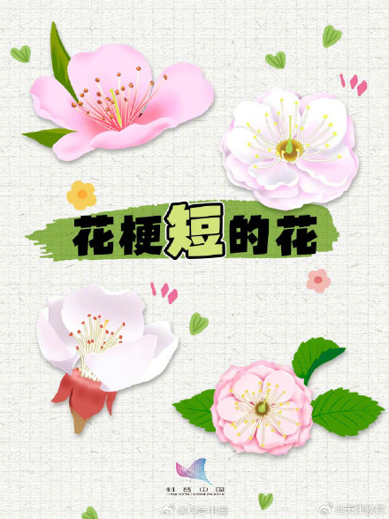 又到了桃李杏樱梅梨海棠……超简单的识花手册 来了 又到了桃李杏樱梅梨海棠……超简单的识花手册 来了