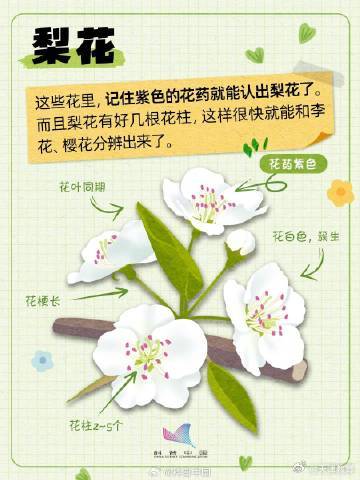 又到了桃李杏樱梅梨海棠……超简单的识花手册 来了 又到了桃李杏樱梅梨海棠……超简单的识花手册 来了