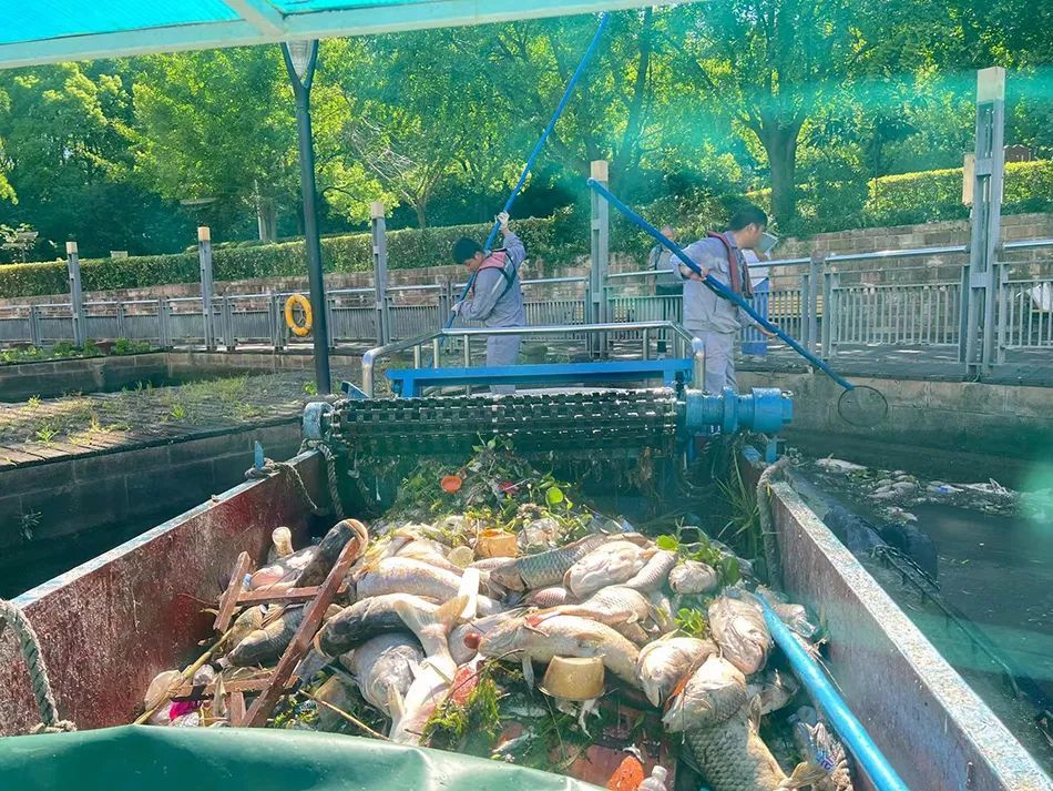 上海苏州河突现大片死鱼!又是这群人干的?官方回应→ 上海苏州河突现大片死鱼!又是这群人干的?官方回应→