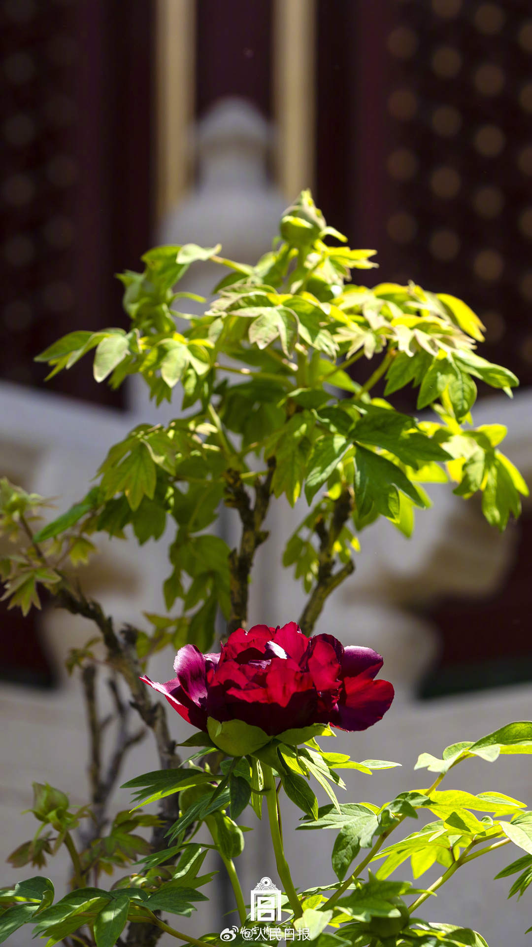 收好！故宫牡丹花开壁纸