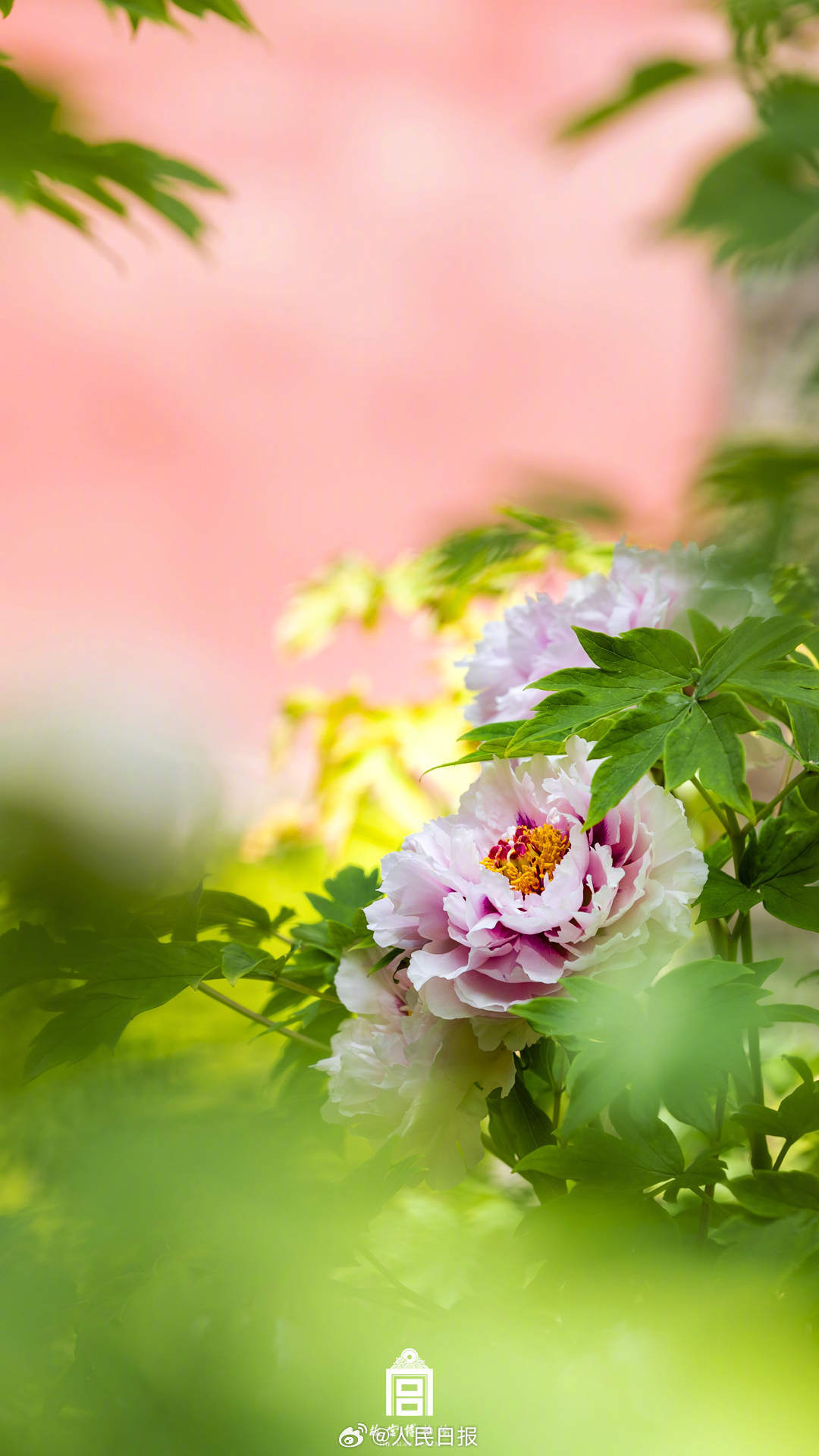 收好！故宫牡丹花开壁纸