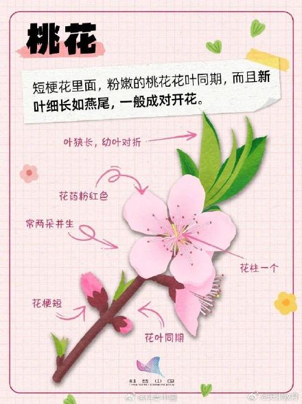 又到了桃李杏樱梅梨海棠……超简单的识花手册 来了 又到了桃李杏樱梅梨海棠……超简单的识花手册 来了