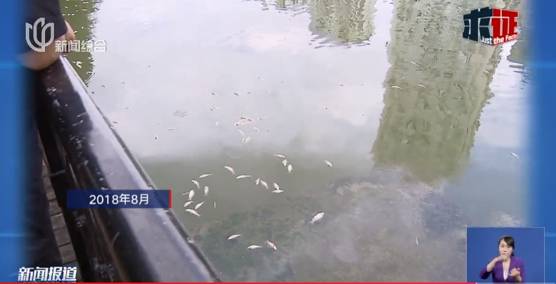 上海苏州河突现大片死鱼!又是这群人干的?官方回应→ 上海苏州河突现大片死鱼!又是这群人干的?官方回应→