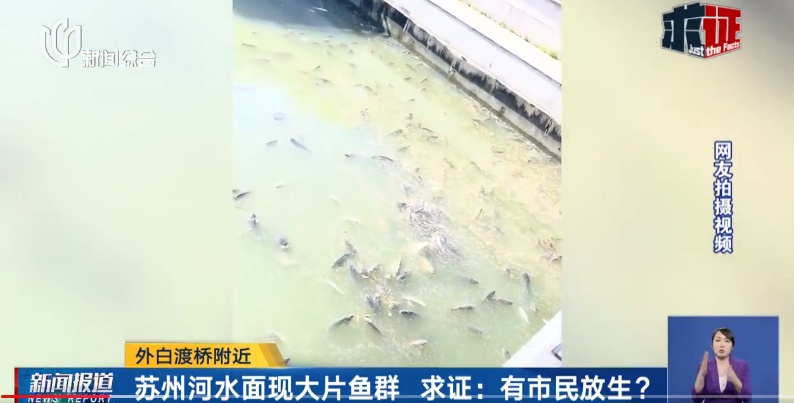上海苏州河突现大片死鱼!又是这群人干的?官方回应→ 上海苏州河突现大片死鱼!又是这群人干的?官方回应→