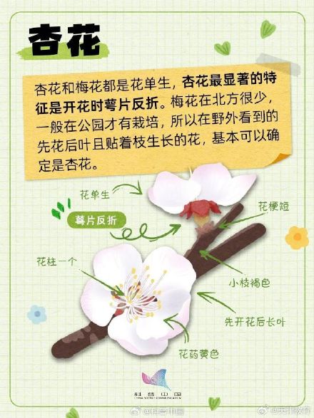 又到了桃李杏樱梅梨海棠……超简单的识花手册 来了 又到了桃李杏樱梅梨海棠……超简单的识花手册 来了