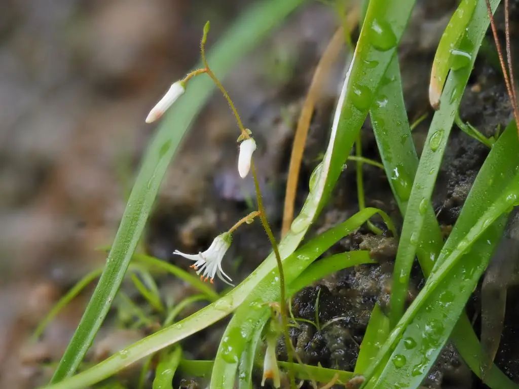 广西发现6种植物新物种