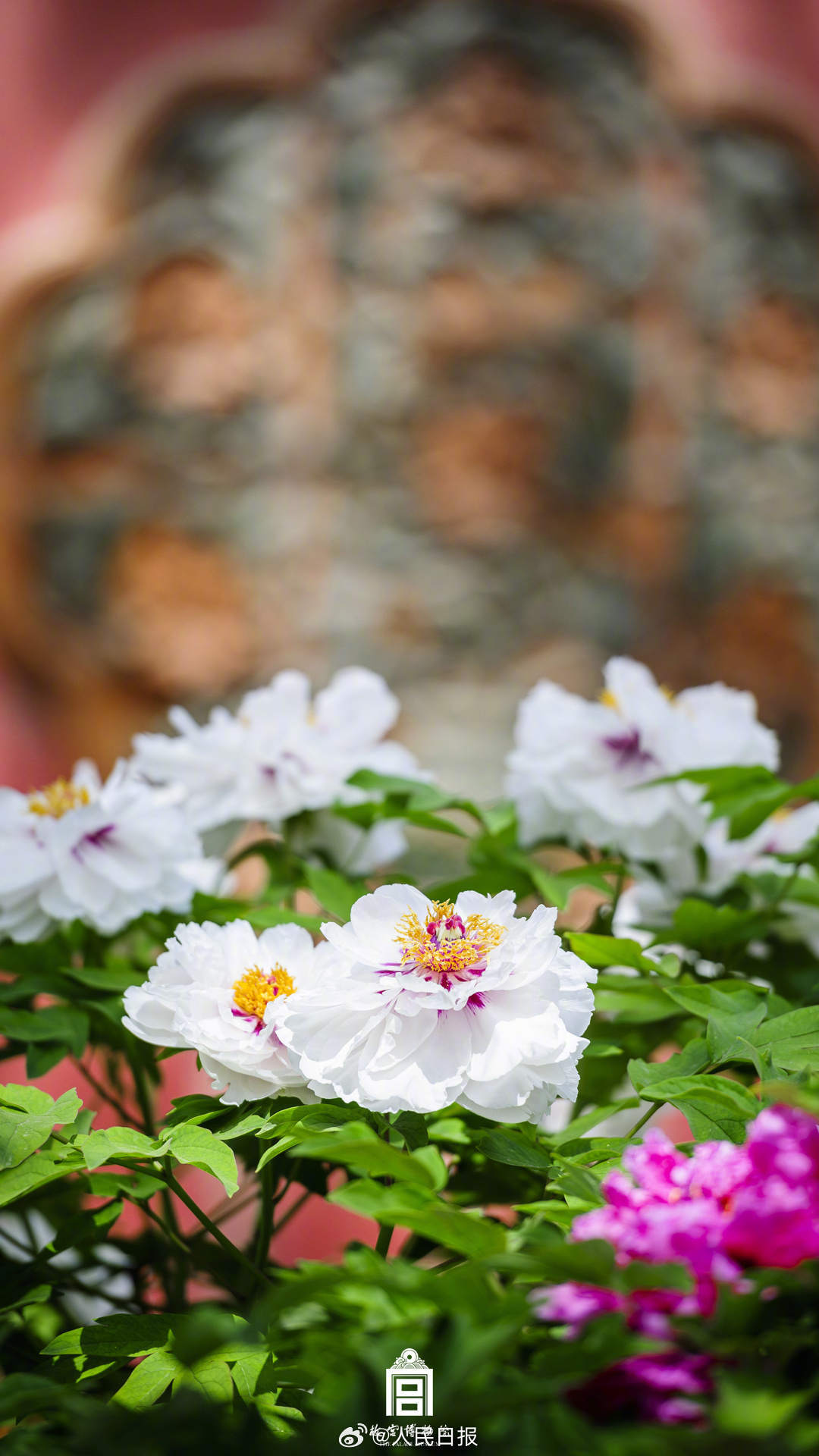 收好！故宫牡丹花开壁纸