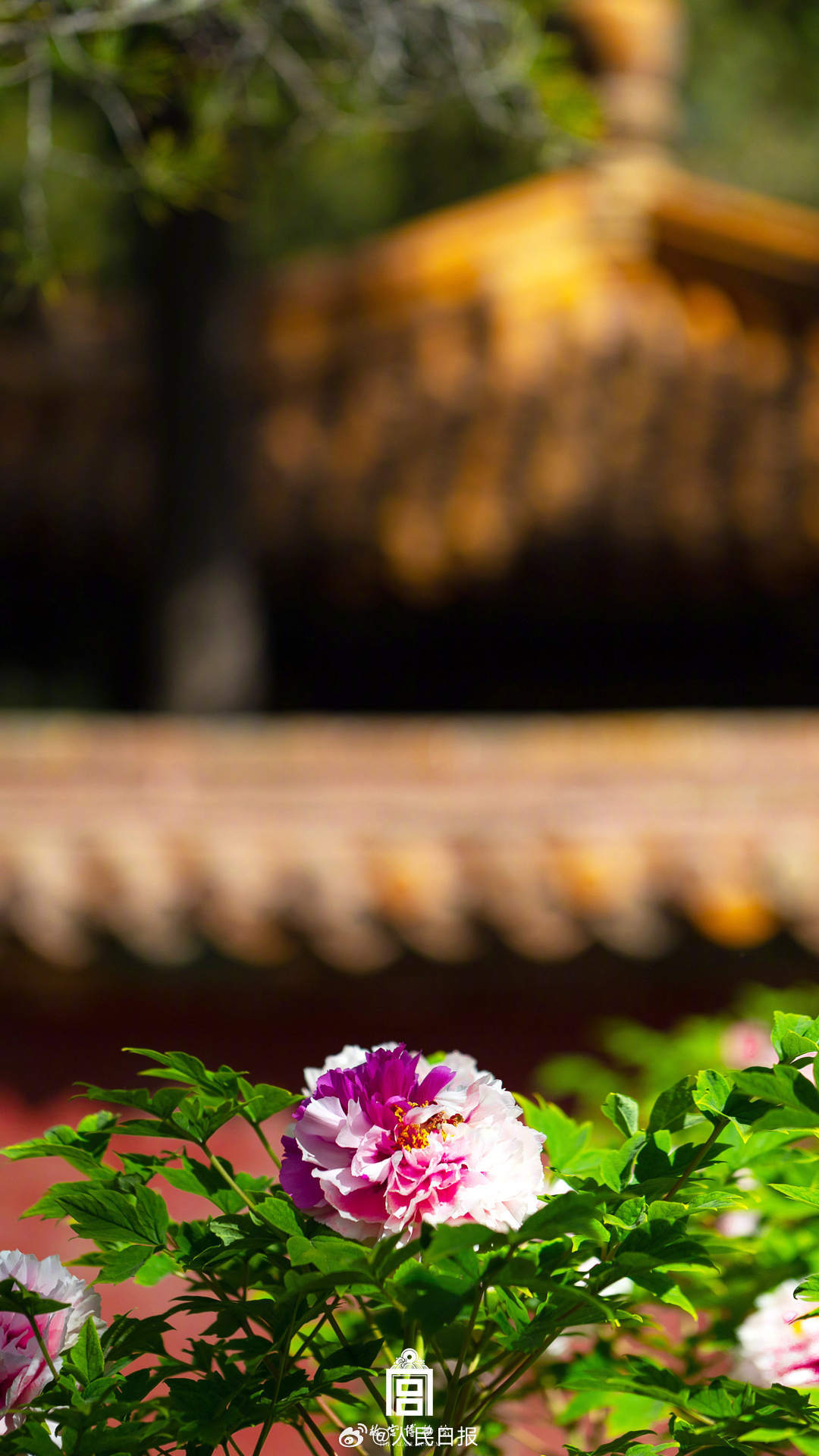 收好！故宫牡丹花开壁纸