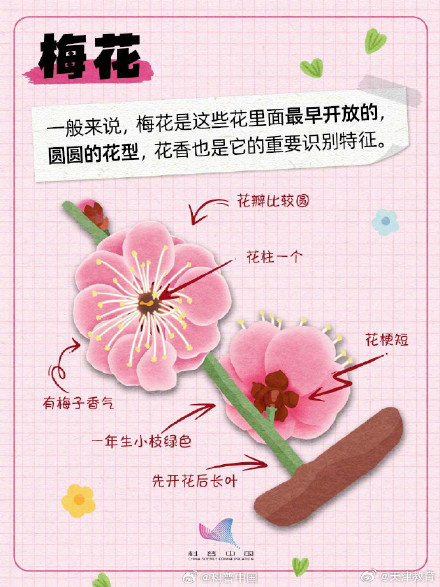 又到了桃李杏樱梅梨海棠……超简单的识花手册 来了 又到了桃李杏樱梅梨海棠……超简单的识花手册 来了