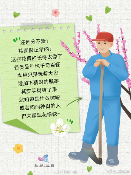 又到了桃李杏樱梅梨海棠……超简单的识花手册 来了 又到了桃李杏樱梅梨海棠……超简单的识花手册 来了