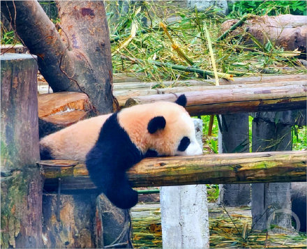 大熊猫“莽小五”火出圈，重庆多家知名企业抛出橄榄枝