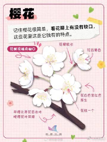 又到了桃李杏樱梅梨海棠……超简单的识花手册 来了 又到了桃李杏樱梅梨海棠……超简单的识花手册 来了