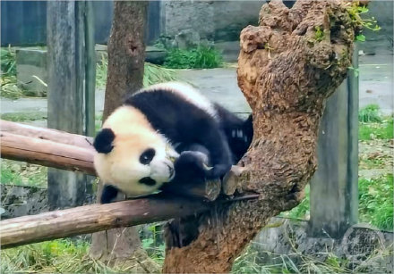 大熊猫“莽小五”火出圈，重庆多家知名企业抛出橄榄枝