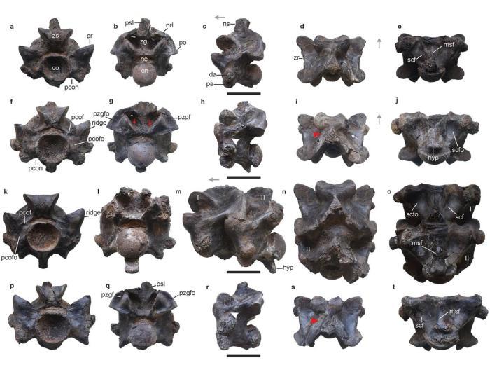 国际最新研究：印度发现4700万年前古蛇化石 或为史上最大蛇类之一