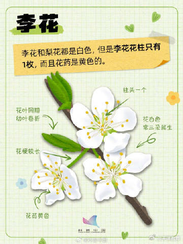 又到了桃李杏樱梅梨海棠……超简单的识花手册 来了 又到了桃李杏樱梅梨海棠……超简单的识花手册 来了