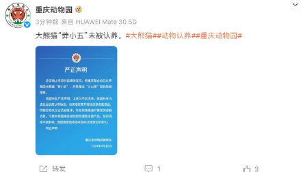 大熊猫“莽小五”火出圈，重庆多家知名企业抛出橄榄枝