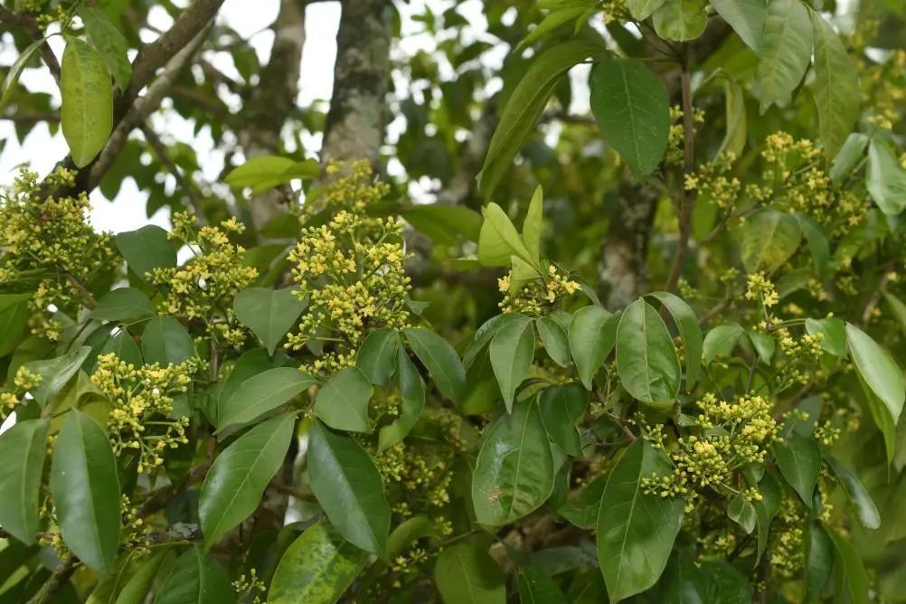 广西发现6种植物新物种