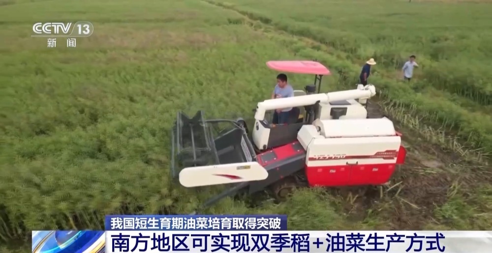最短生育期仅约130天 我国油菜新品种创三熟制模式下产量新纪录 最短生育期仅约130天 我国油菜新品种创三熟制模式下产量新纪录