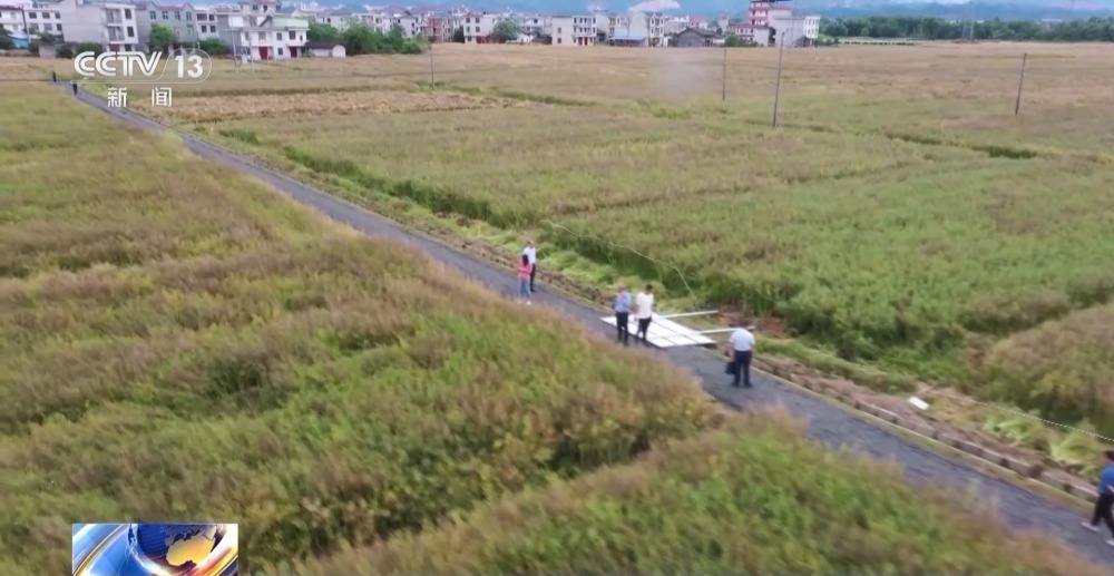 最短生育期仅约130天 我国油菜新品种创三熟制模式下产量新纪录 最短生育期仅约130天 我国油菜新品种创三熟制模式下产量新纪录