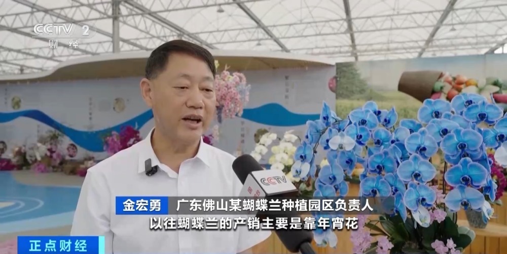 销售淡季不淡 广东蝴蝶兰卖爆了！部分商家月销量达10万株