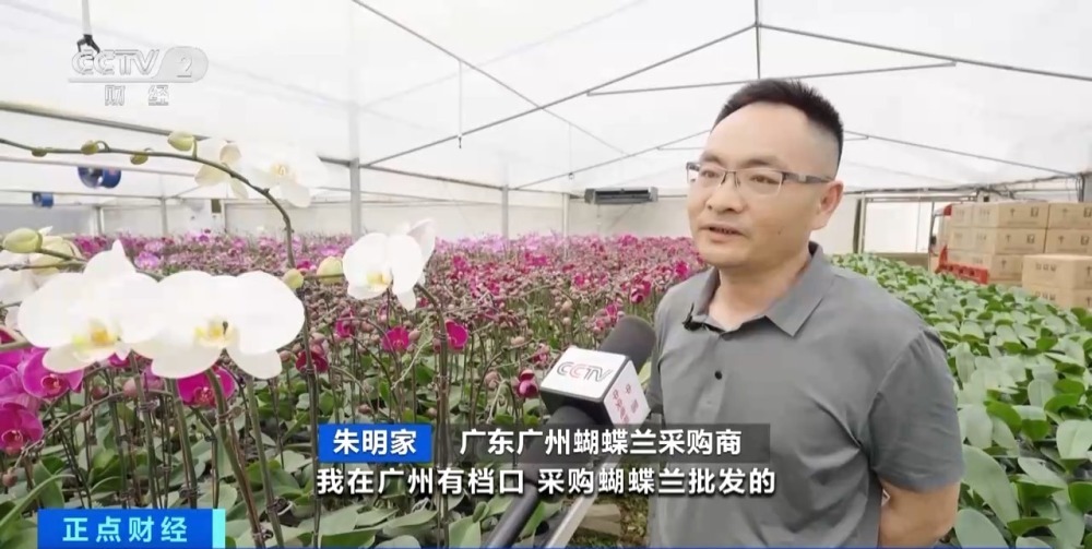 销售淡季不淡 广东蝴蝶兰卖爆了！部分商家月销量达10万株