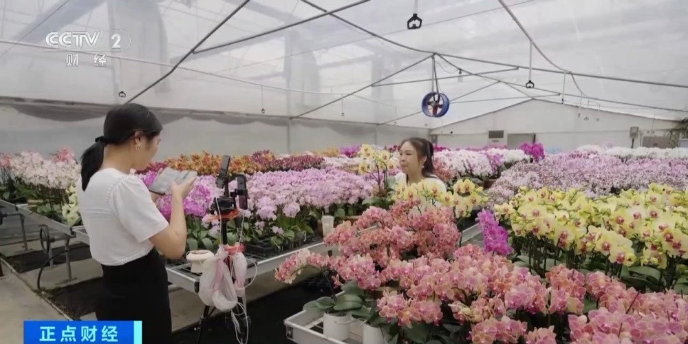 销售淡季不淡 广东蝴蝶兰卖爆了！部分商家月销量达10万株