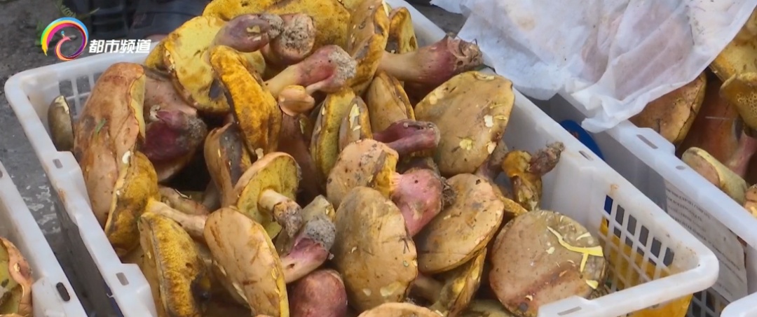 每公斤1000元!云南人爱的这种美味数量多起来了…… 每公斤1000元!云南人爱的这种美味数量多起来了……