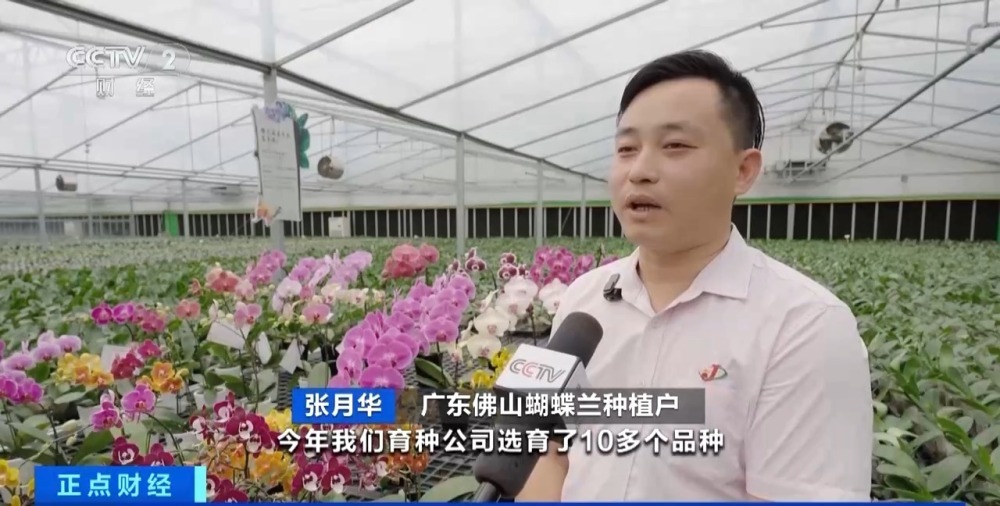 销售淡季不淡 广东蝴蝶兰卖爆了！部分商家月销量达10万株