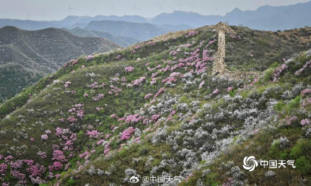 春的气息扑面而来 北京郊区长城桃花遍山盛放