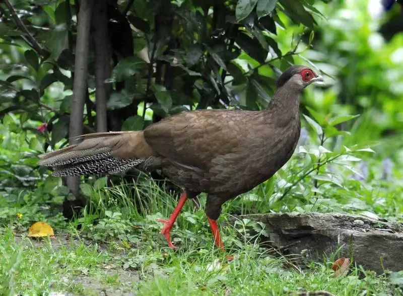 受伤白鹇落人家，奶孙二人暖心救助