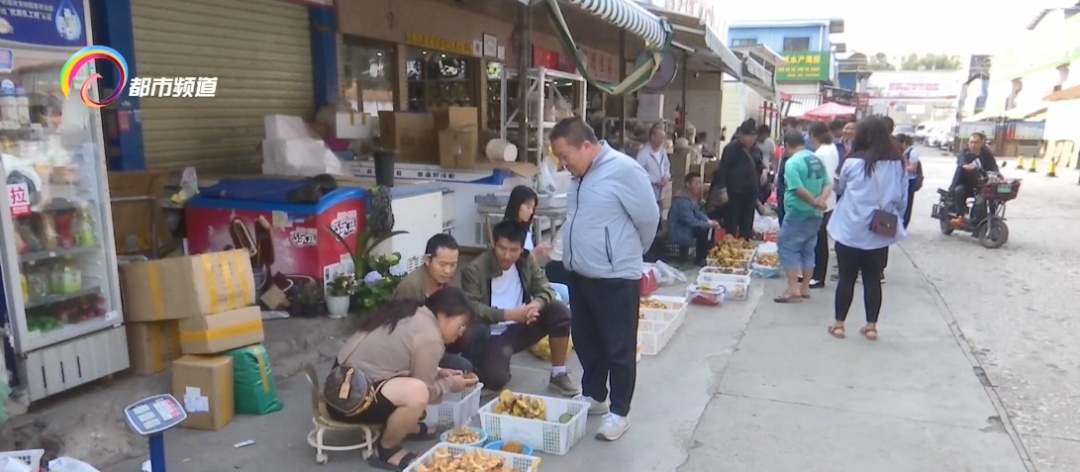 每公斤1000元!云南人爱的这种美味数量多起来了…… 每公斤1000元!云南人爱的这种美味数量多起来了……