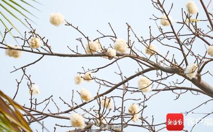 美极了！海口街头美丽异木棉绽放惹人爱