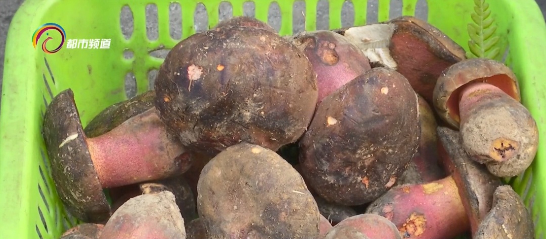 每公斤1000元!云南人爱的这种美味数量多起来了…… 每公斤1000元!云南人爱的这种美味数量多起来了……