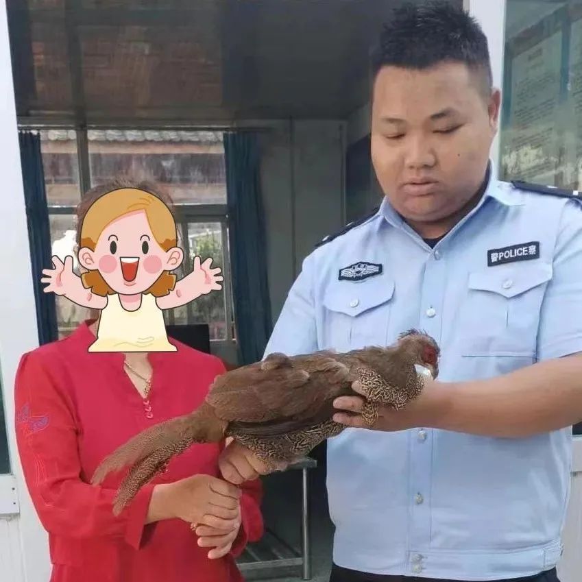 受伤白鹇落人家，奶孙二人暖心救助