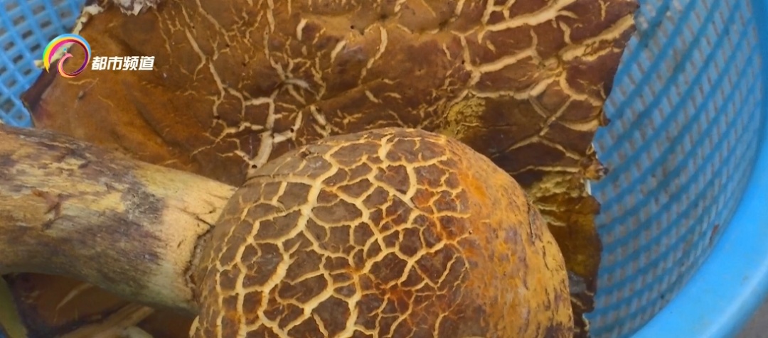 每公斤1000元!云南人爱的这种美味数量多起来了…… 每公斤1000元!云南人爱的这种美味数量多起来了……