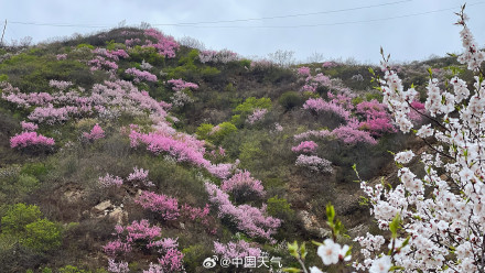 春的气息扑面而来 北京郊区长城桃花遍山盛放