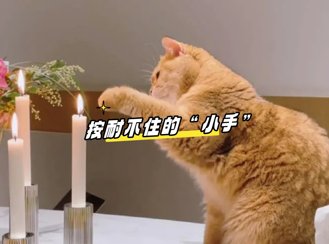 你的猫,在试图“自取灭亡”! 你的猫,在试图“自取灭亡”!