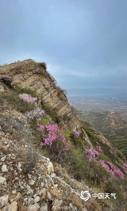 春的气息扑面而来 北京郊区长城桃花遍山盛放
