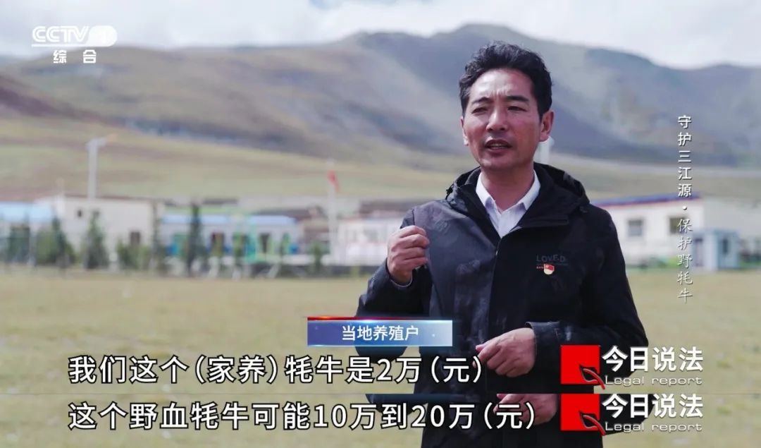 一起车祸牵出两起危害濒危野生动物案，法治为高原生态保驾护航