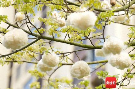 美极了！海口街头美丽异木棉绽放惹人爱